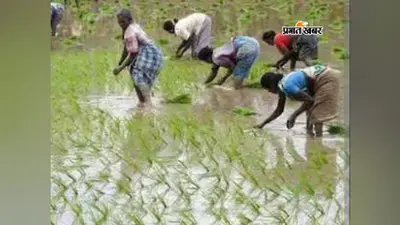 धान रोपकर घर लौट रहा था किसान, झाड़ियों में छिपे जहरीले सांप ने डसा; अस्पताल में भर्ती