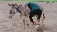 Viral Video: गजब आइडिया है! गधे का ऐसा इस्तेमाल देख हंसी नहीं रोक पाएंगे आप