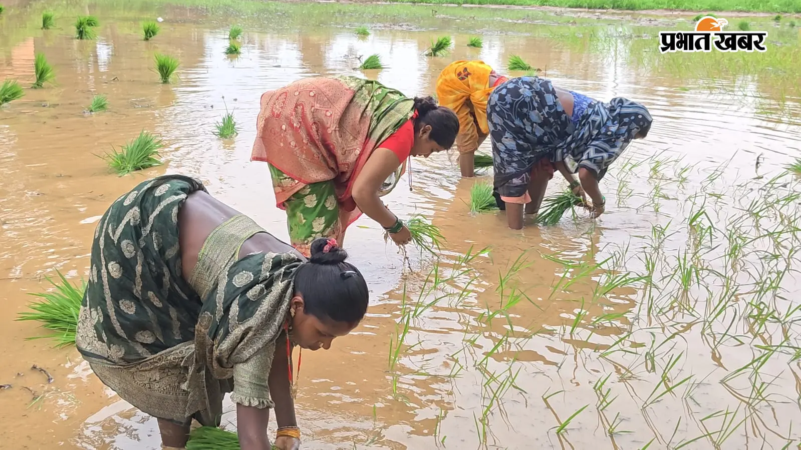 लगातार बारिश के बाद धान रोपनी मे आयी तेजी
