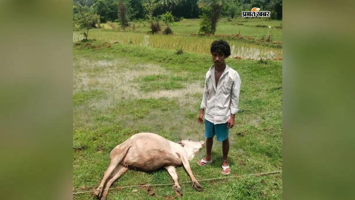 मौत बनकर झूल रहा था बिजली का तार, चपेट में आई गाय; युवक ने ऐसे बचाई जान