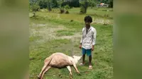 मौत बनकर झूल रहा था बिजली का तार, चपेट में आई गाय; युवक ने ऐसे बचाई जान