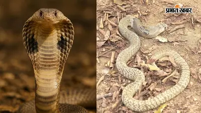 सांप के डंसने से 11 साल का बच्चा गंभीर, SNMMCH में इलाज जारी