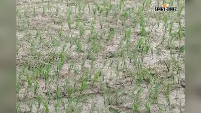 सावन में तेज धूप और उमस से किसान बेहाल, बारिश न होने से धान की फसल पर छाया संकट