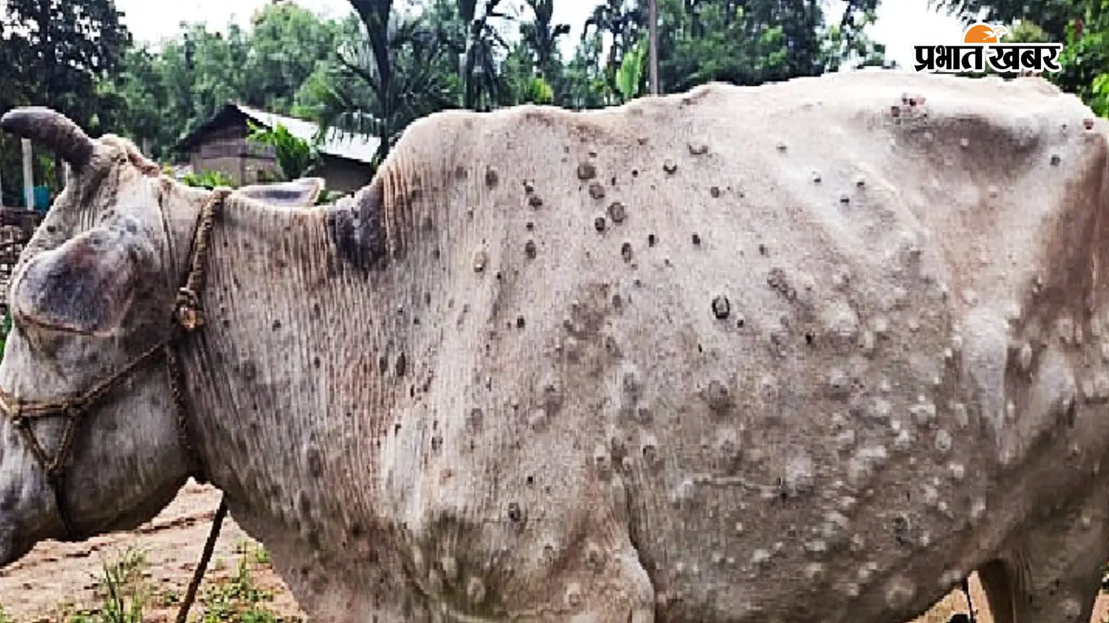 गोपालगंज में लंपी वायरस की दस्तक, कई गांवों में मवेशी बीमार, पशुपालकों की बढ़ी चिंता