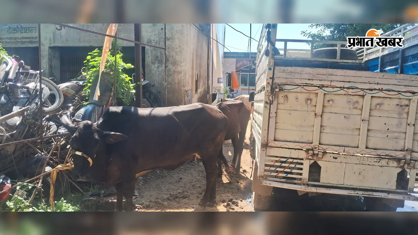 गोपालगंज में पशु तस्करी का खुलासा, 3 मवेशियों के साथ दो गिरफ्तार, पिकअप से ले जा रहे थे आरोपी