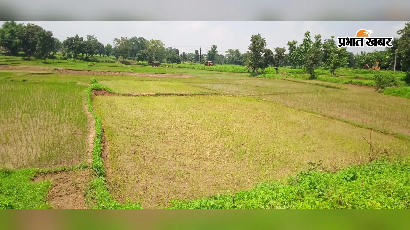 सावन में उमस और धूप का सितम,किसानों की चेहरे पर दिख रही है चिंता की लकीरें
