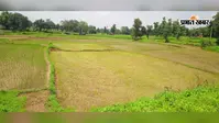 सावन में उमस और धूप का सितम,किसानों की चेहरे पर दिख रही है चिंता की लकीरें