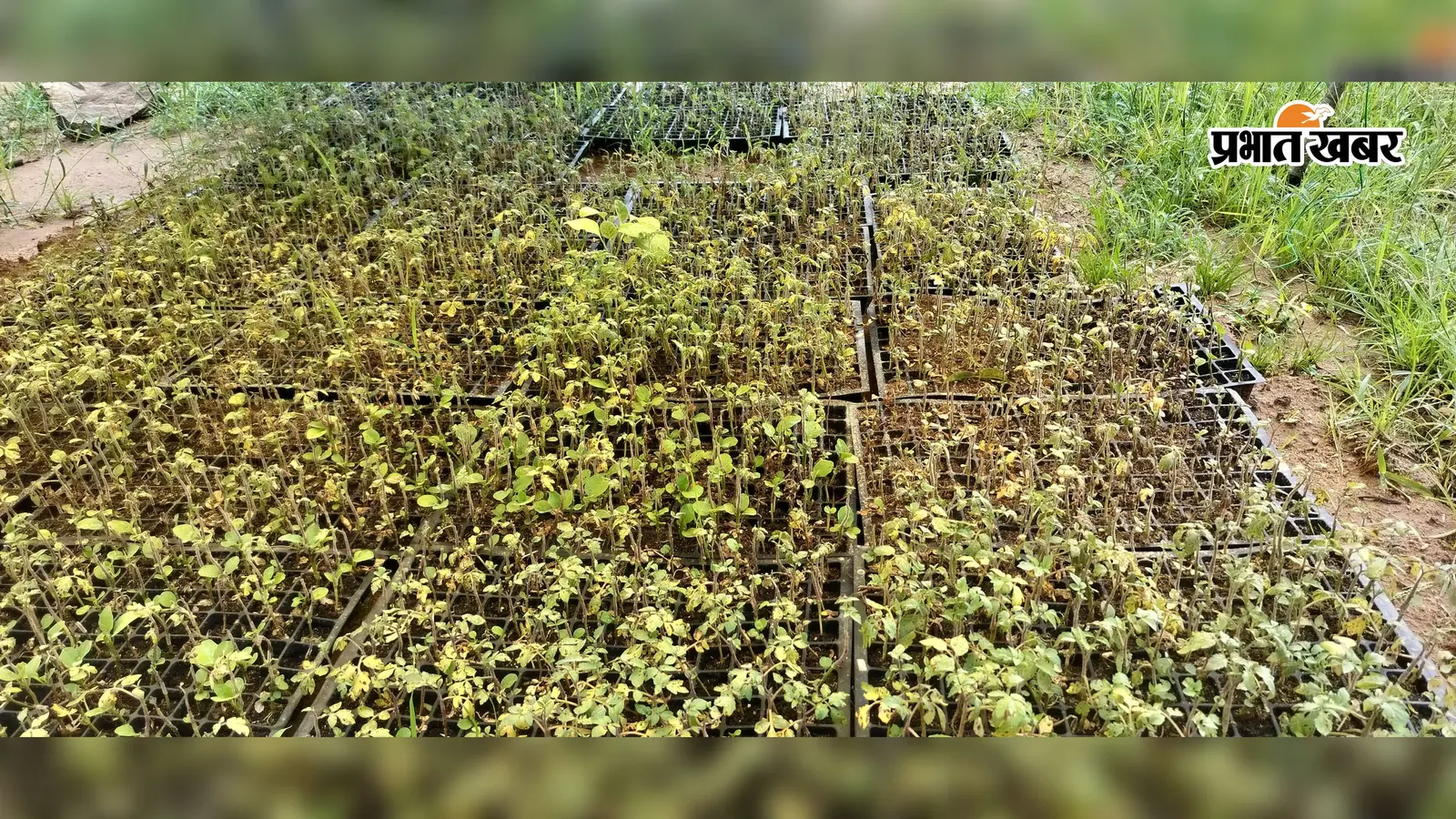 खराब ग्राफ्टेड टमाटर पौधों ने किसानों की मेहनत पर फेरा पानी