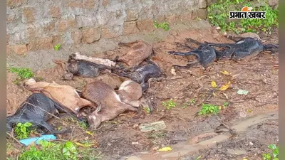 सिमडेगा में वज्रपात की चपेट में आने से 10 बकरियों की मौत, पशुपालकों में मायूसी
