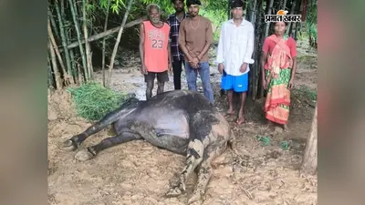 भरनो और पालकोट में वज्रपात से दो पशुओं की मौत, प्रशासन से मुआवजे की मांग