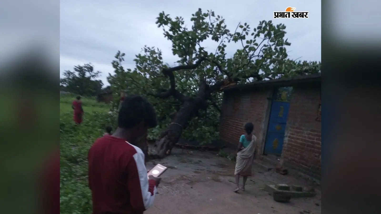 तेज हवा में घर पर गिरा महुआ का पेड़, बाल-बाल बचे लोग