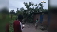 तेज हवा में घर पर गिरा महुआ का पेड़, बाल-बाल बचे लोग