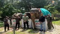 वन विभाग ने महावतों को किया सम्मानित, हाथियों के योगदान को सराहा