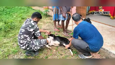 285 पशुओं का हुआ मुफ्त इलाज, गांव में SSB ने लगाया पशु चिकित्सा शिविर