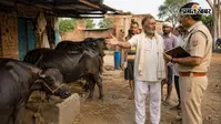 चंदौली में एक के बाद एक भैंस हो रही चोरी, चोर पकड़े गए फिर भी पशुओं का पता नहीं