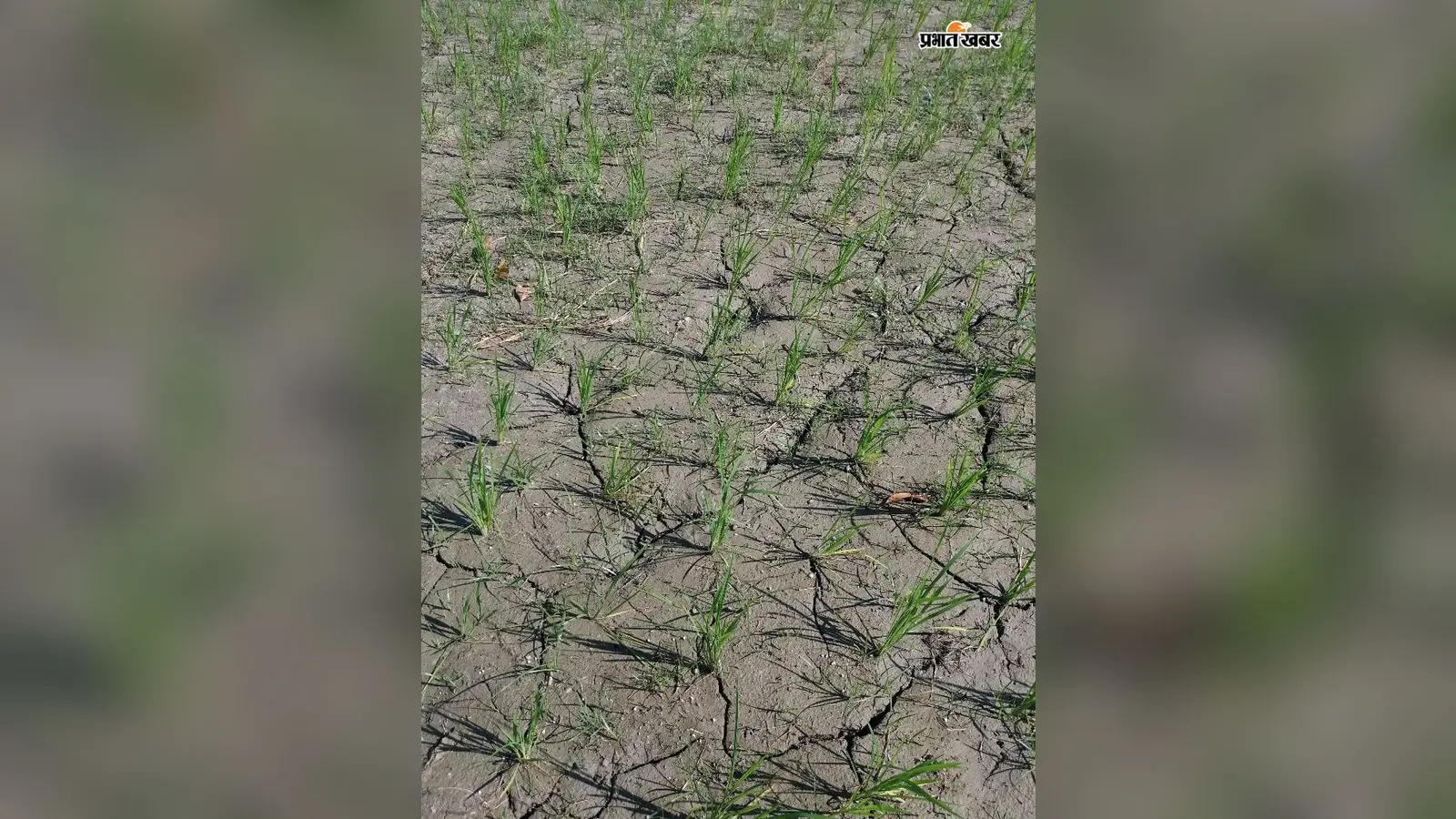 सारण के बनियापुर में बारिश की बेरुखी से धान के खेतों में पड़ी दरारें, किसानों की बढ़ी चिंता