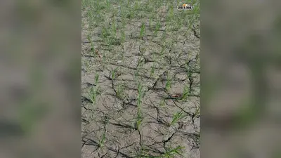 सारण के बनियापुर में बारिश की बेरुखी से धान के खेतों में पड़ी दरारें, किसानों की बढ़ी चिंता