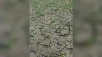 सारण के बनियापुर में बारिश की बेरुखी से धान के खेतों में पड़ी दरारें, किसानों की बढ़ी चिंता