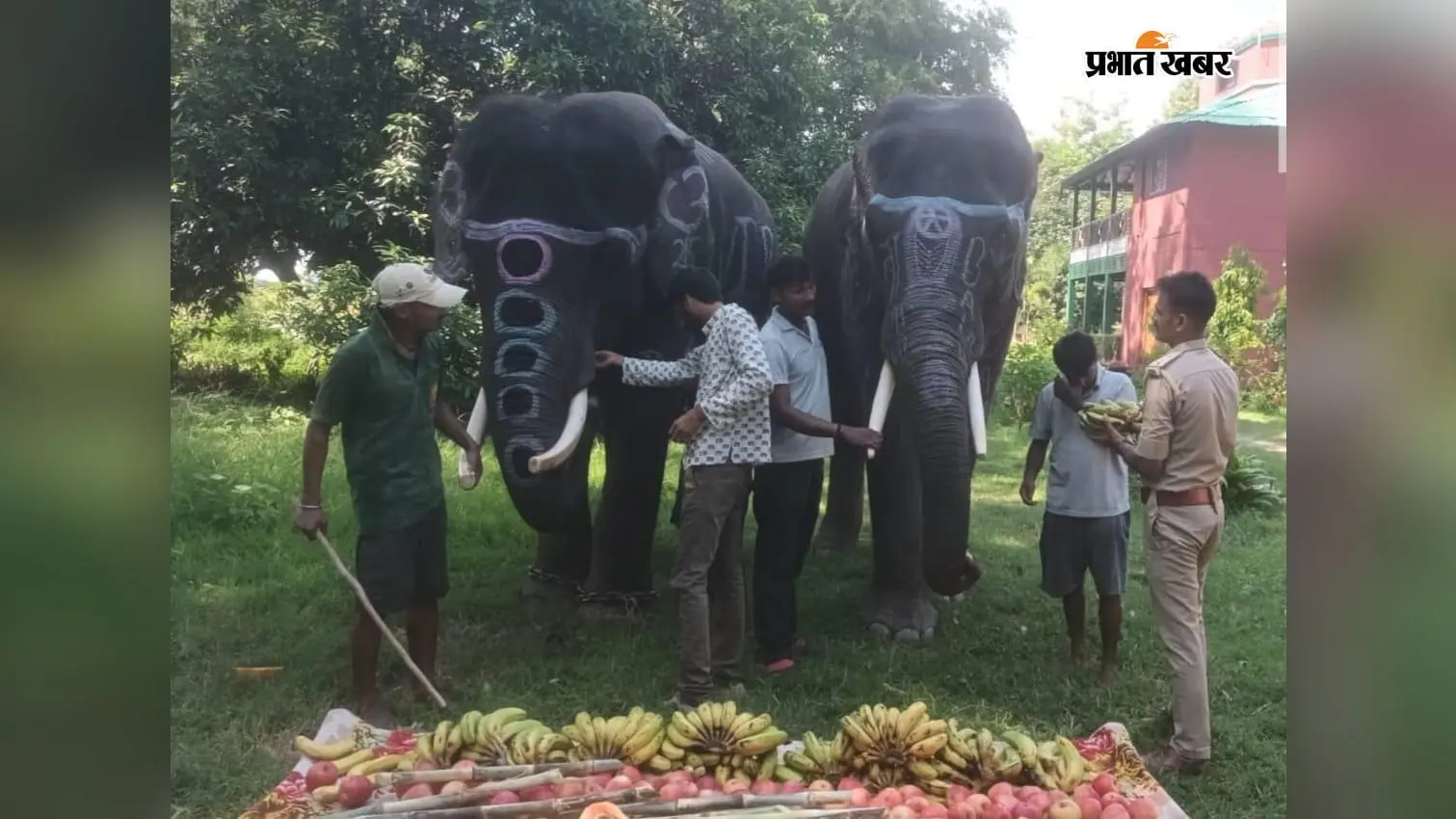 विश्व हाथी दिवस पर वीटीआर में चार हाथियों को मिली खास दावत, वन विभाग ने दिया संरक्षण का संदेश
