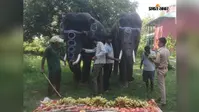 विश्व हाथी दिवस पर वीटीआर में चार हाथियों को मिली खास दावत, वन विभाग ने दिया संरक्षण का संदेश