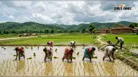 झारखंड में सूखे की मार! पलामू-गढ़वा में हालात चिंताजनक, 70% धान की रोपाई पूरी
