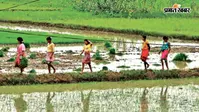 पलामू और गढ़वा छोड़कर अन्य जिलों में सूखे का संकट टला, 70% खेतों में हुई धनरोपनी