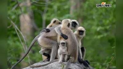 इंसानों से कम नहीं लंगूरों का प्यार, Palamu Tiger Reserve में दिखती है रिश्तों की अनोखी मिसाल