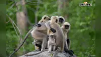 इंसानों से कम नहीं लंगूरों का प्यार, Palamu Tiger Reserve में दिखती है रिश्तों की अनोखी मिसाल