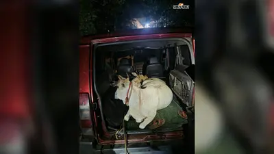 हजारीबाग में 3 मवेशी लदा सूमो जब्त, चालक और तस्कर फरार; मामला दर्ज