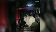 हजारीबाग में 3 मवेशी लदा सूमो जब्त, चालक और तस्कर फरार; मामला दर्ज
