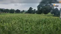 कम बारिश से धान की बोवाई प्रभावित, मक्का की फसल से किसानों को उम्मीद