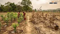 सासाराम : चेनारी में हर साल 30 हजार पौधे, फिर भी 15% हो जाते हैं बर्बाद, हरियाली बचाने की चुनौती
