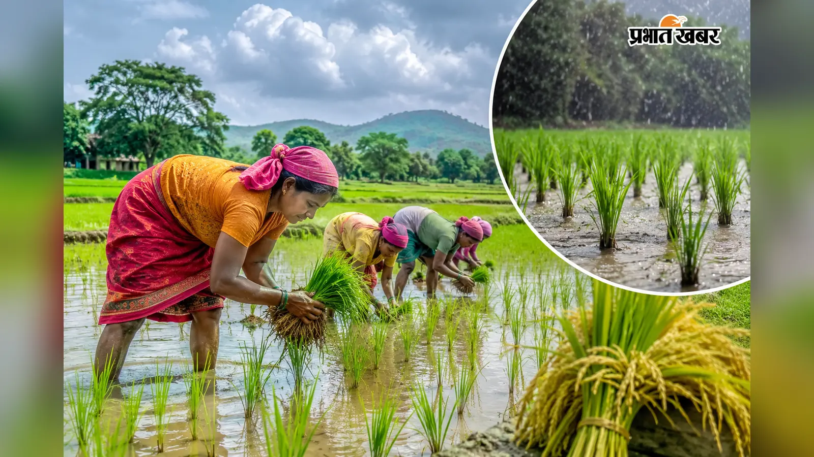 पलामू-गढ़वा छोड़कर अन्य जिलों में सूखे का संकट टला, 70% खेतों में हुई धनरोपनी