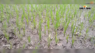 सावन में सूखे खेतों की बढ़ी चिंता, बारिश की राह देख रहे किसान; धूप-उमस से स्कूली बच्चे और ग्रामीण भी बेहाल