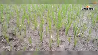 सावन में सूखे खेतों की बढ़ी चिंता, बारिश की राह देख रहे किसान; धूप-उमस से स्कूली बच्चे और ग्रामीण भी बेहाल