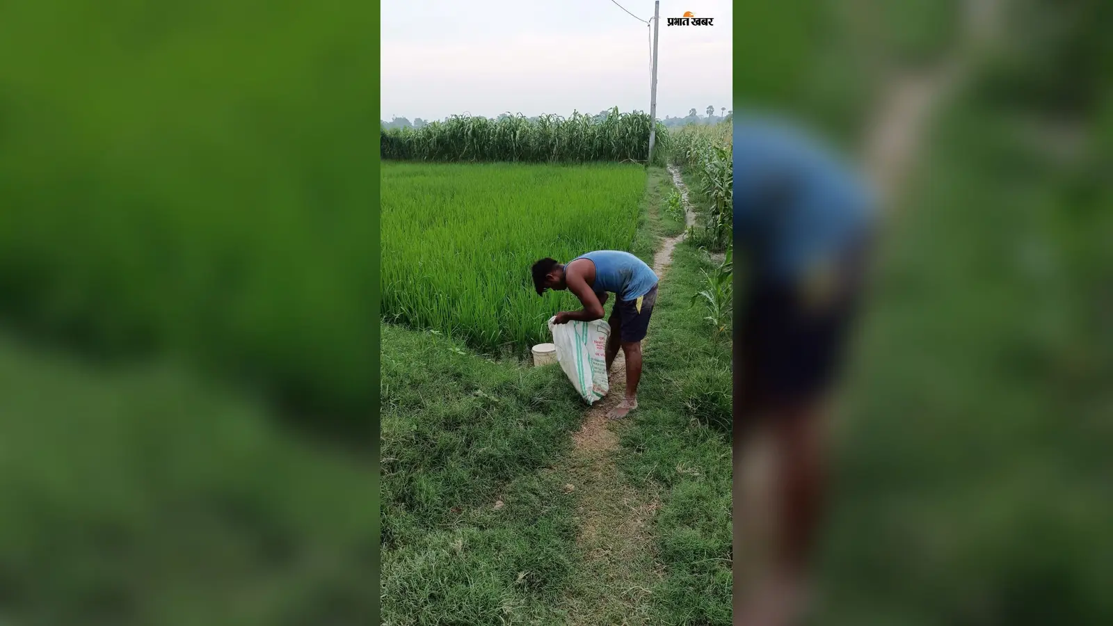 सारण में झमाझम बारिश से किसानों के चेहरे खिले, धान-मक्के की फसल को राहत