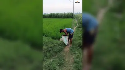 सारण में झमाझम बारिश से किसानों के चेहरे खिले, धान-मक्के की फसल को राहत
