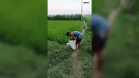 सारण में झमाझम बारिश से किसानों के चेहरे खिले, धान-मक्के की फसल को राहत