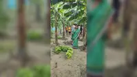 गोपालगंज के कपूरी गांव में रास्ते का विवाद पड़ा भारी, रात के अंधेरे में काटकर फेंक दी महिला की केले की फसल
