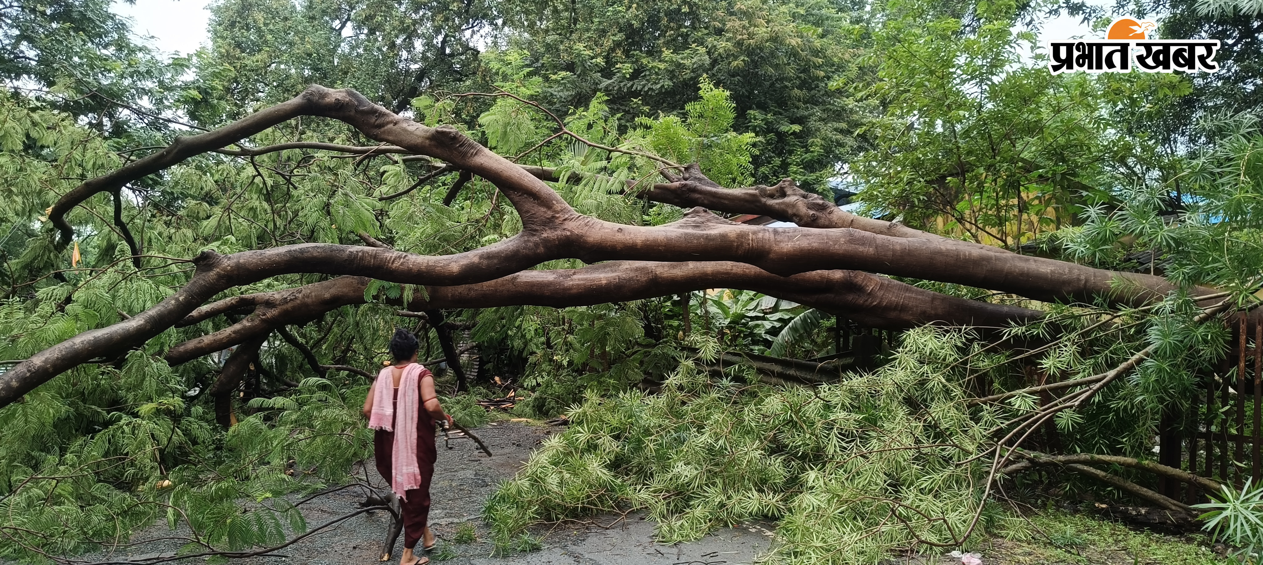 दंदासाईं वार्ड संख्या 5 की सड़क जलमग्न रानी स्कूल रोड में तालाब का पानी से सड़क जलमग्न रेलवे क्षेत्र के जी ब्लॉक में गिरा विशाल पेड़ | Prabhat Khabar Network