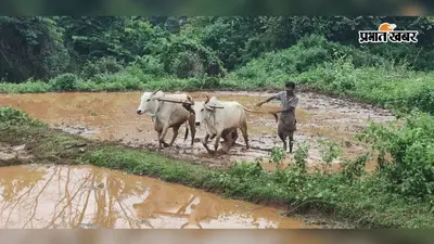 घाटशिला में झमाझम बारिश से किसानों के चेहरे खिले, खेतों में भरा पानी