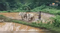 घाटशिला में झमाझम बारिश से किसानों के चेहरे खिले, उफान पर पहुंची सुवर्णरेखा