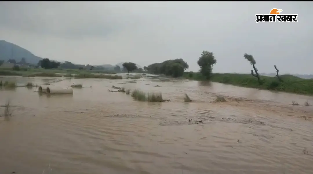 Bhima Barrage Flood: भीम बराज में बढ़ा बाढ़ का दबाव, कटे तटबंध से खेतों में घुसा पानी; धान की फसल डूबने लगी