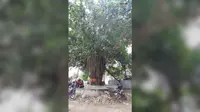 पूर्णिया का 100 साल पुराना बूढ़ा बरगद: जिसके नीचे ढिबरी की रोशनी में बनती थी अंग्रेजों से लड़ने की रणनीति, आज भी बयां कर रहा आजादी के किस्से