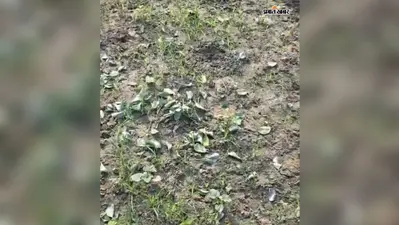 पुरानी रंजिश में बदमाशों की करतूत: किसान की फूलगोभी की फसल उखाड़कर की बर्बाद, दो लाख का नुकसान