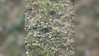 पुरानी रंजिश में बदमाशों की करतूत: किसान की फूलगोभी की फसल उखाड़कर की बर्बाद, दो लाख का नुकसान