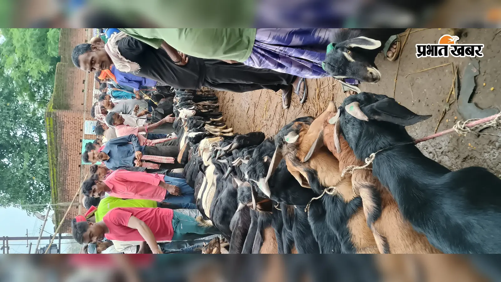 मनसा पूजा को लेकर बरवापूर्व हटिया में उमड़े खरीदार, तीस हजार रुपये तक का मिल रहा बकरा