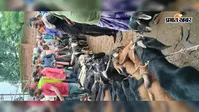 मनसा पूजा को लेकर बरवापूर्व हटिया में उमड़े खरीदार, तीस हजार रुपये तक का मिल रहा बकरा