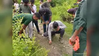 24 घंटे बाद भी पकड़ से दूर है जानलेवा बाघ, 1 महीने में 3 मौतों से सहमा वाल्मीकिनगर