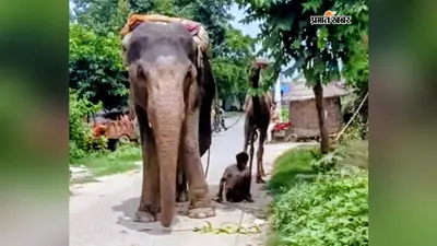 बड़हरिया में हाथी की वफ़ादारी का हैरान करने वाला वीडियो वायरल, नशे में पैर के पास गिरे महावत को सूंड से संभालकर पीठ पर बैठाया